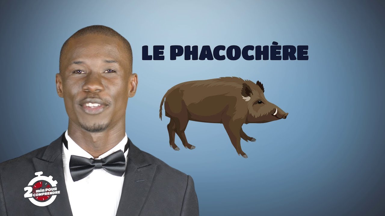 2 mn pour comprendre "LE PHACOCHERE" du 25 Juillet 2018 par Polus Agathon
