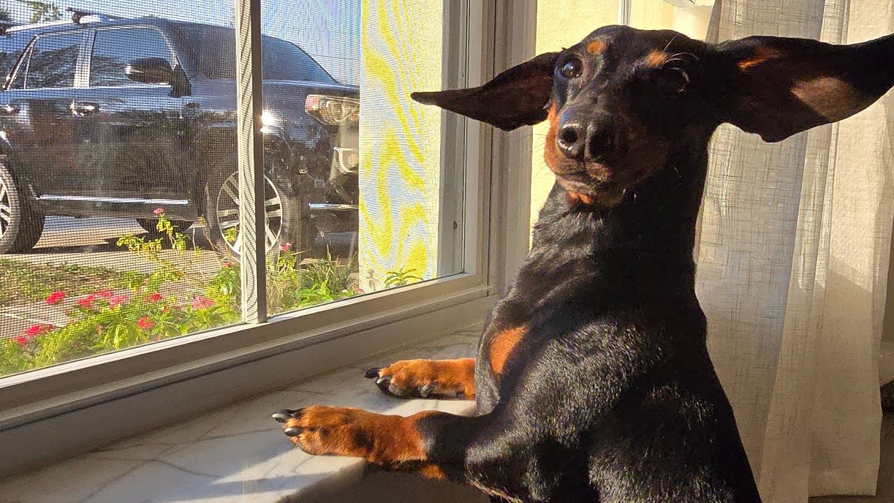 HEIDI DACHSHUND LOVES HER SIBLINGS 🥰👶🏼👧🏼👩🏽🐶
