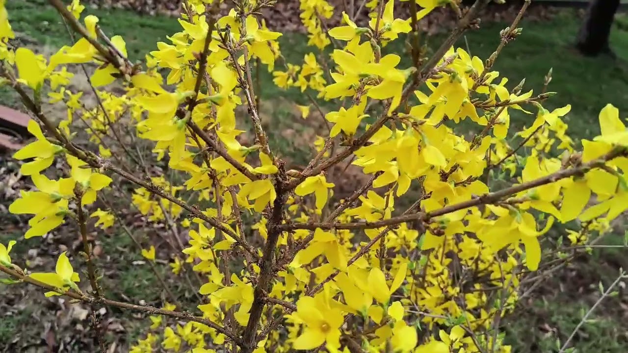 Forsythia 2026