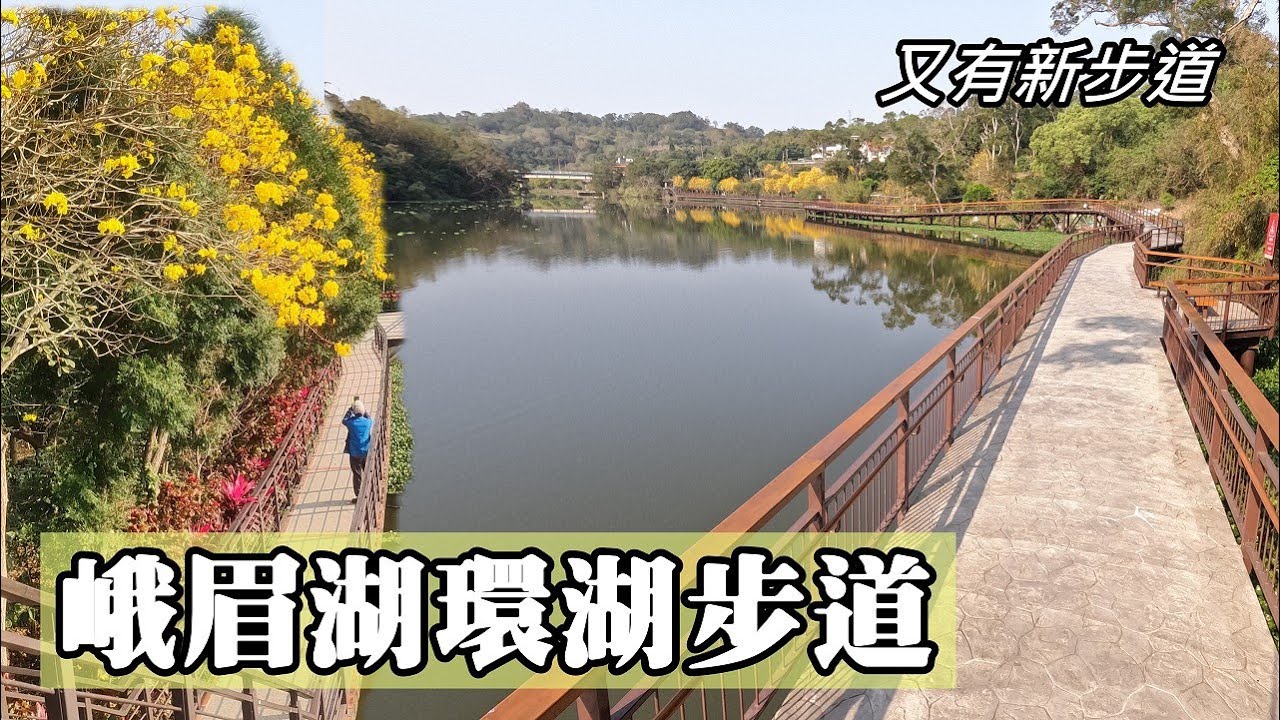 峨眉湖環湖步道, 黃花風铃木盛開！又有新步道了！