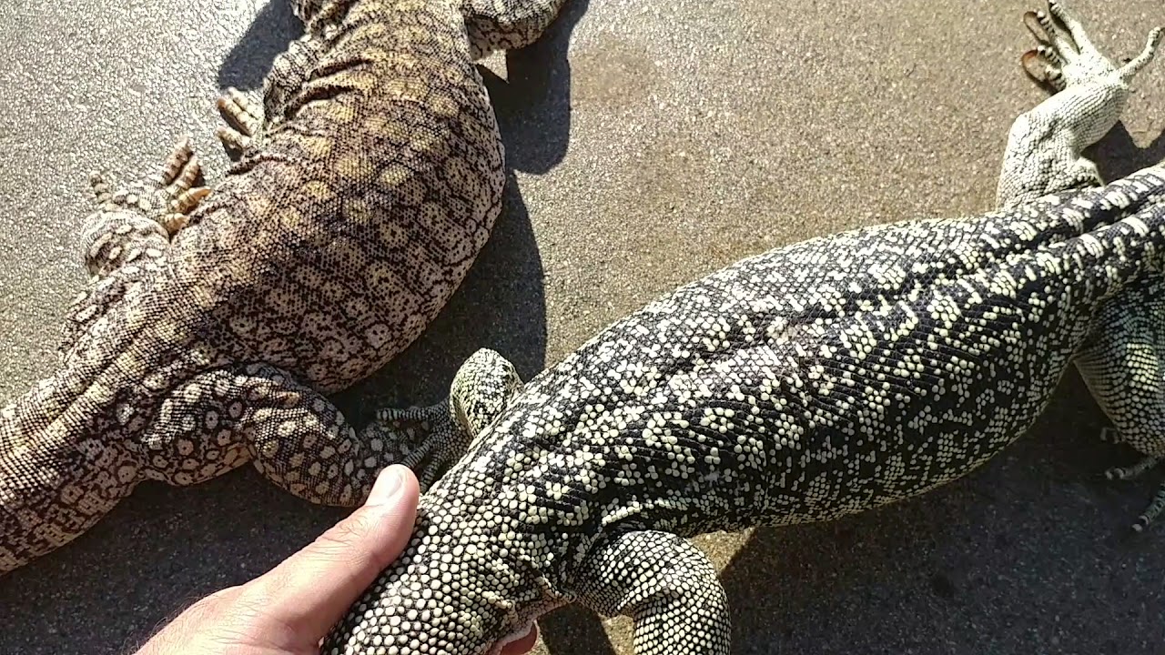Sand monitor, mertens water monitor and quince monitor