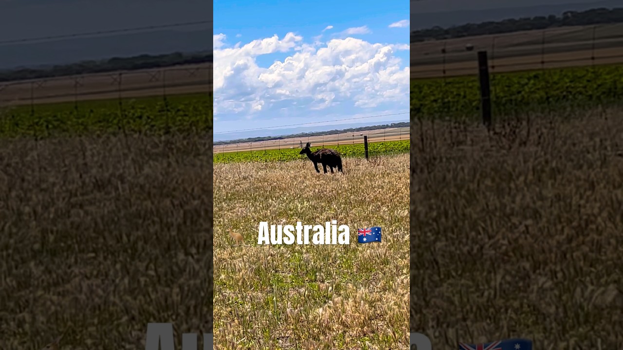 Only in Australia 🇦🇺 🦘  in my backyard   