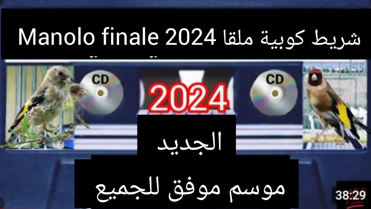 شريط كوبية ملقا الجديد 2024 Manolo finale لتلقين فراخ الحسون والهجين اول مرة على اليوتوب 💯