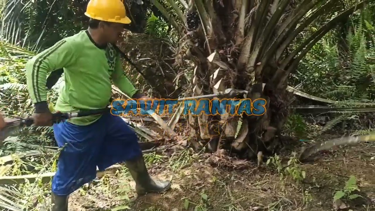Pruning pokok sawit sekaligus buang buah busuk