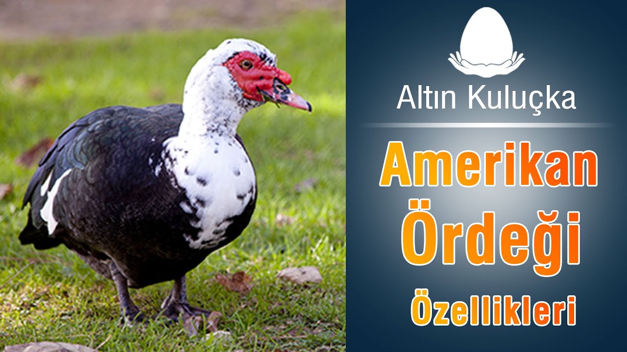 Amerikan Ördeği özellikleri | Bakımı ve beslenmesi