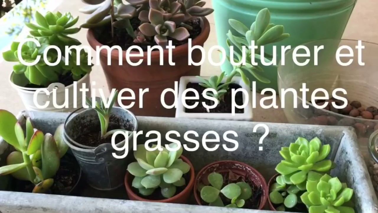 BOUTURER ET CULTIVER DES PLANTES GRASSES DE A-Z ?