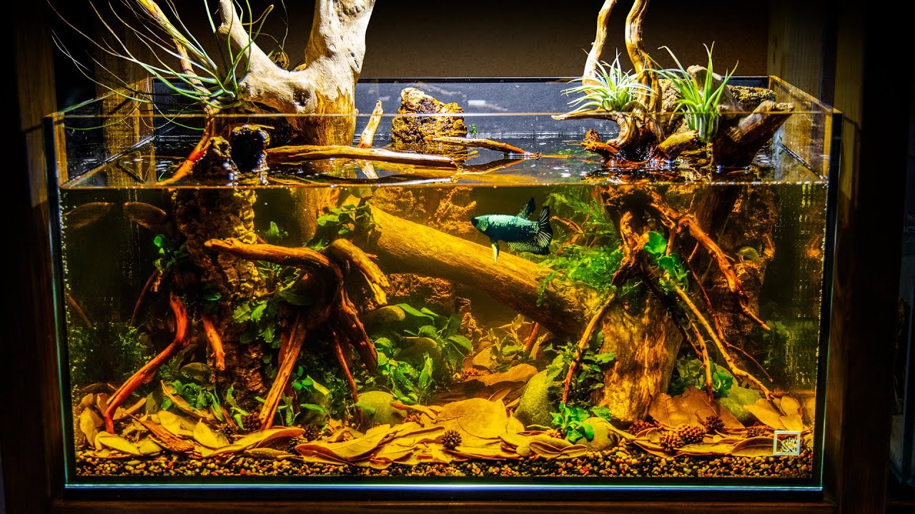 Sunken Forest Blackwater Aquascape for Samurai Betta (Low Tech)