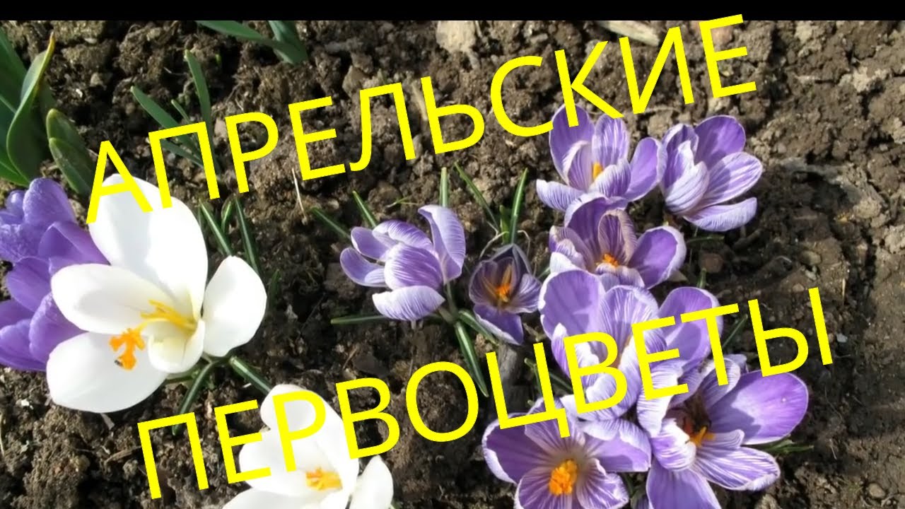 Апрельские ПЕРВОЦВЕТЫ