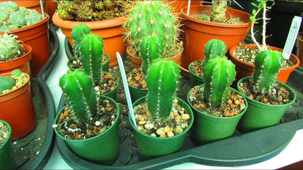 Re potting my Trichocereus pachanoi Cactus Seedlings - San Pedro Cactus