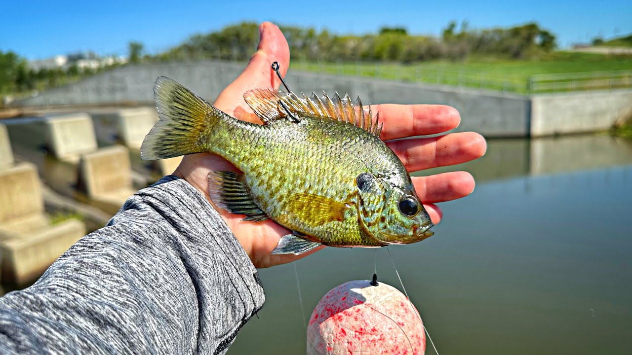 Spillway Fishing w/ LIVE BLUEGILL Under A BIG BOBBER!!! (I Wasn't Expecting This..)