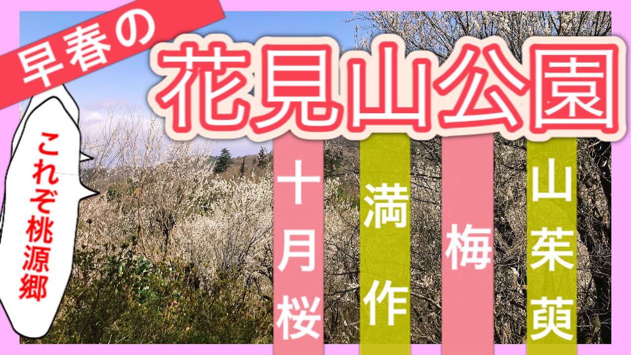 【早春の花見山公園】福島に桃源郷あり！十月桜、満作、梅、山茱萸、どれも満開！　〜この木はなあに？？～