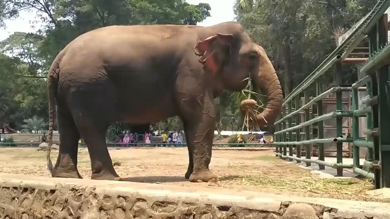 Gajah di ragunan