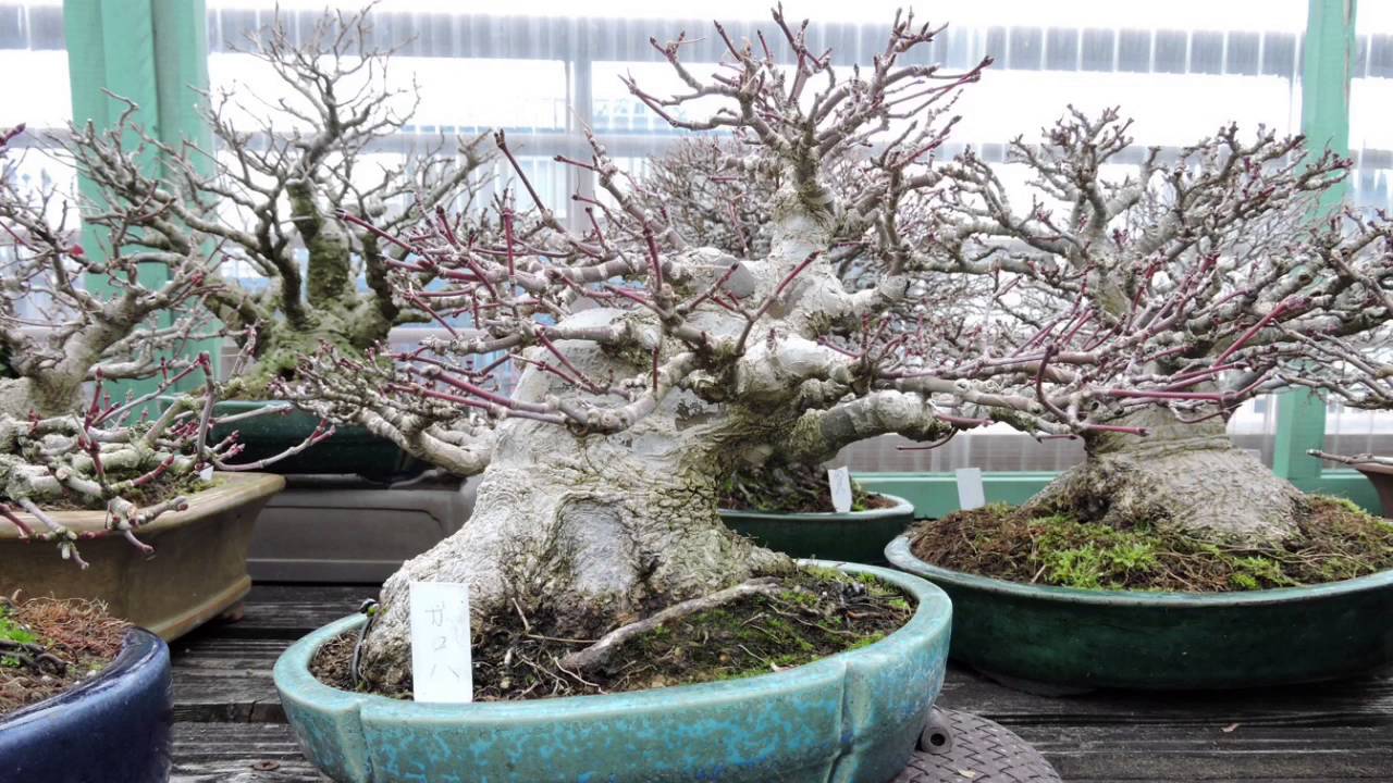 Koju-en Shohin Bonsai Nursery