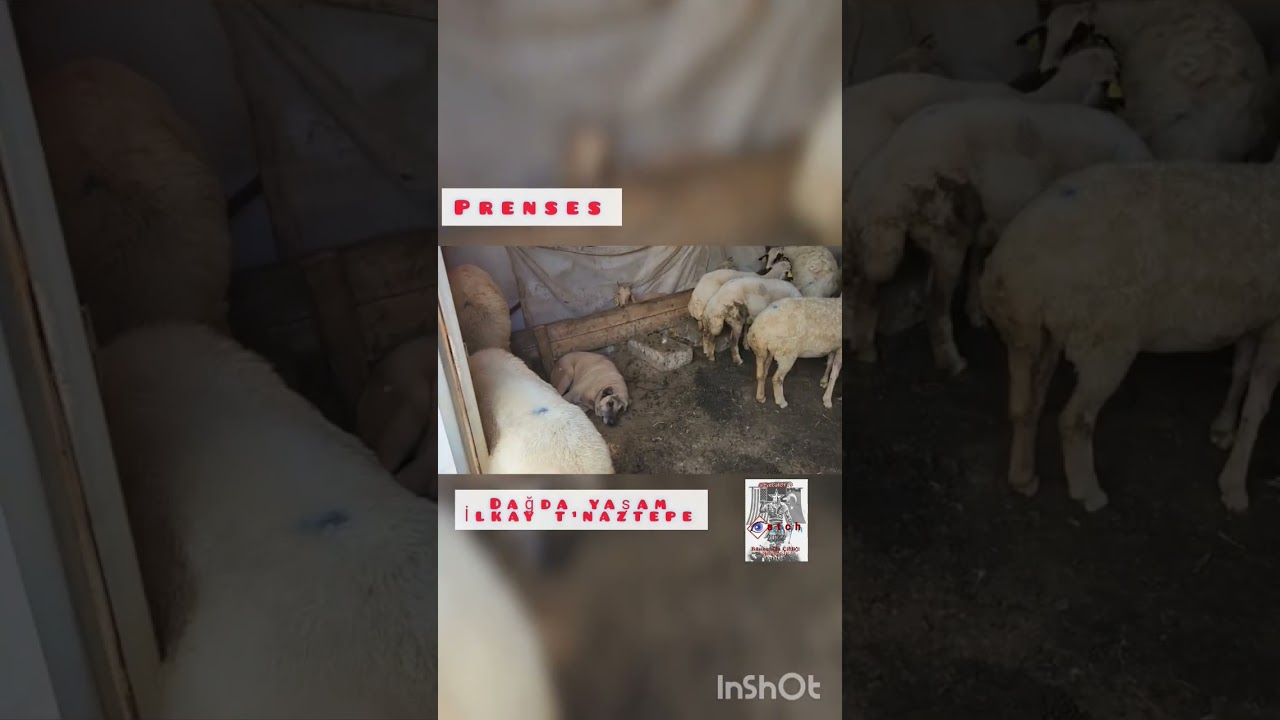 Prenses the kangal dog. @Dagdayasam @orhuntopkaya #anadolu&ccedil;obank&ouml;pegi