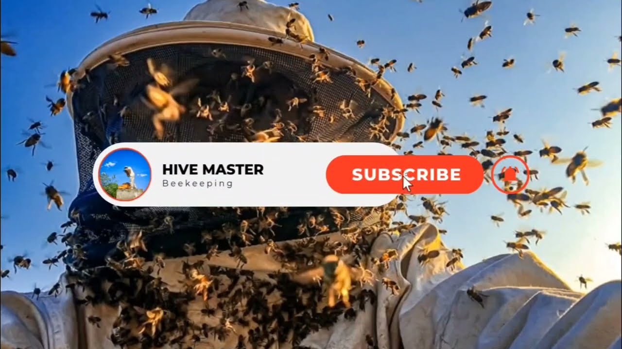 BEE MAN HOW TO SERVICE  #beekeeper#beekeeping