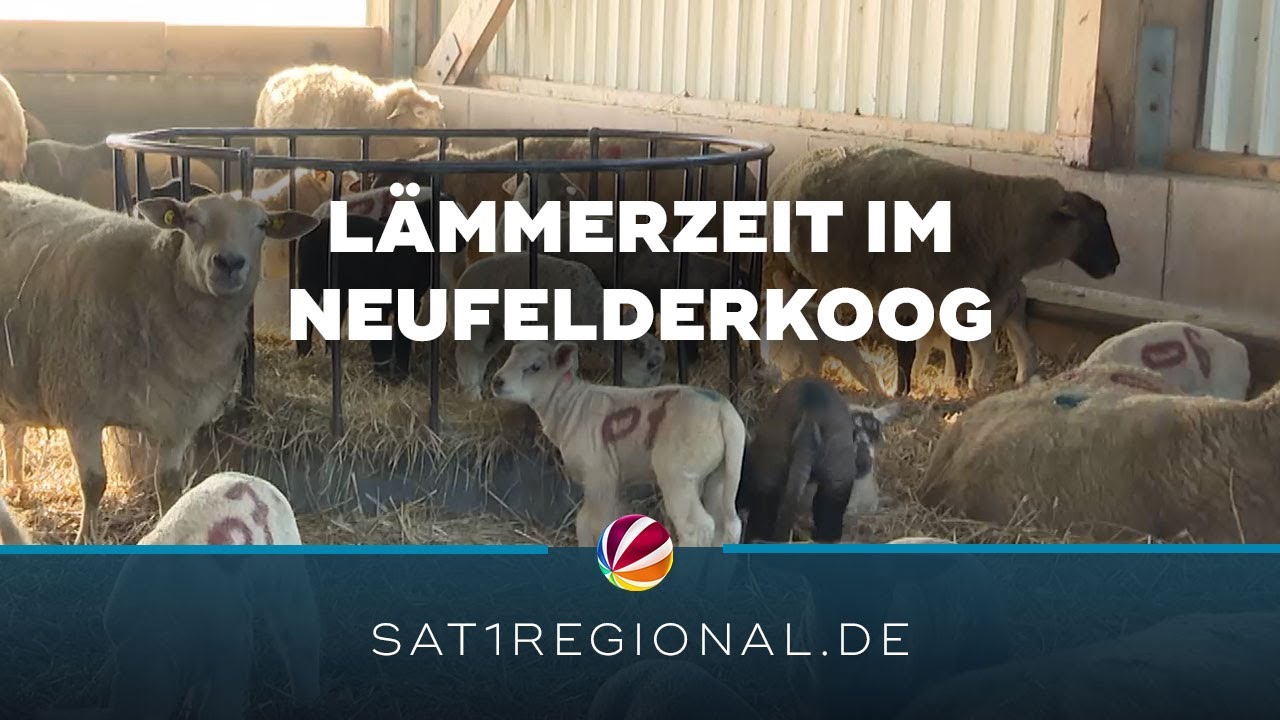 Lämmerzeit im Neufelderkoog: Hochbetrieb auf dem Familienhof