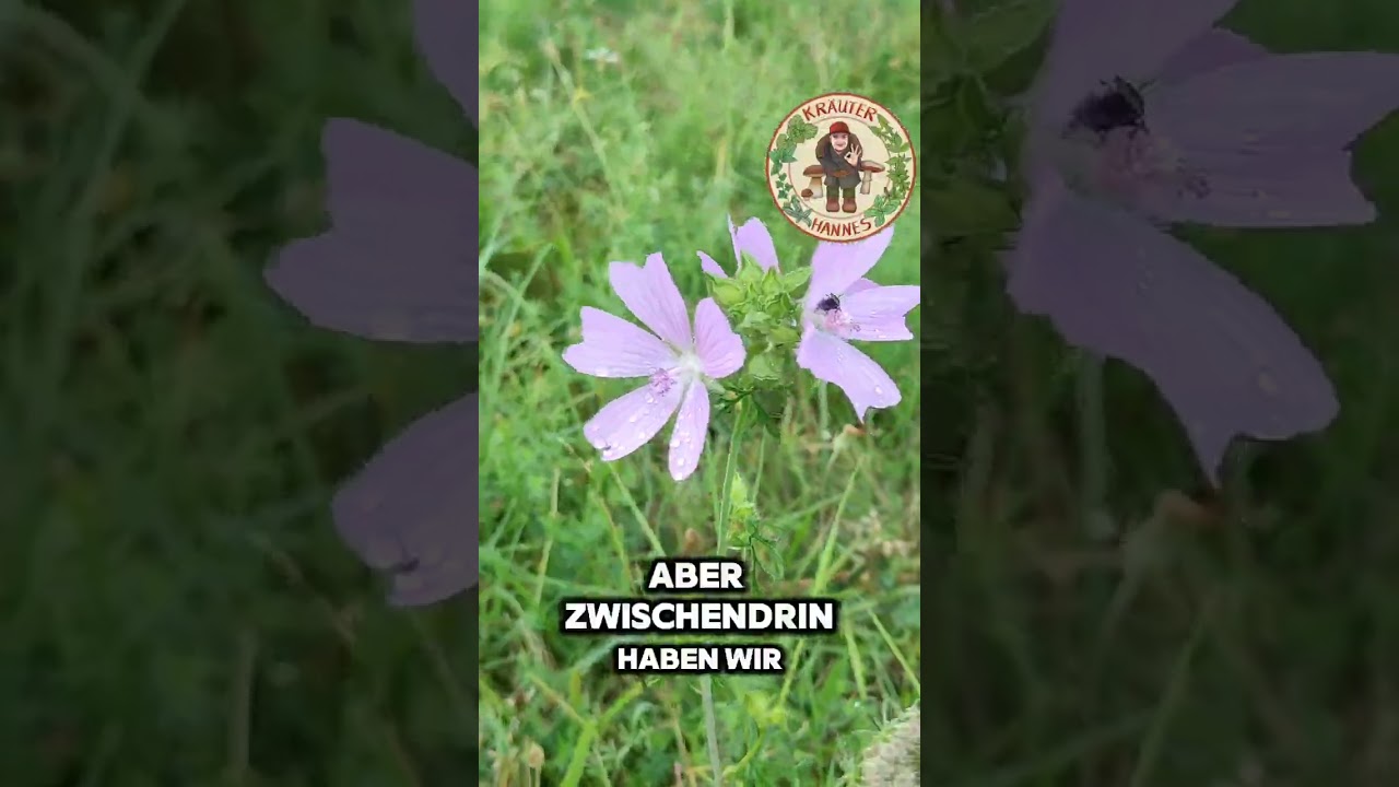 So sieht eine artenreiche Magerwiese aus! 🌿 LRT 6510 🌿 #biodiversit&auml;t #naturschutz #wildkr&auml;uter