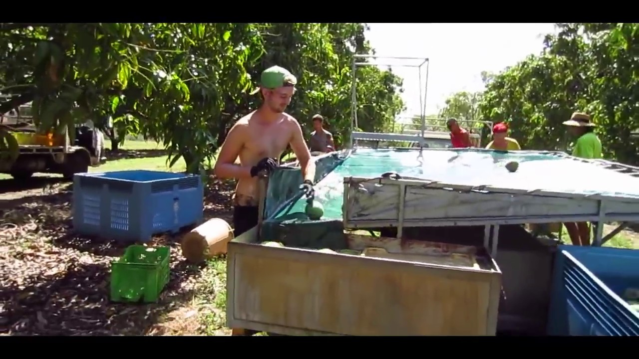 My Australia | 10 of 21 | Mango Farm | Fruit picking