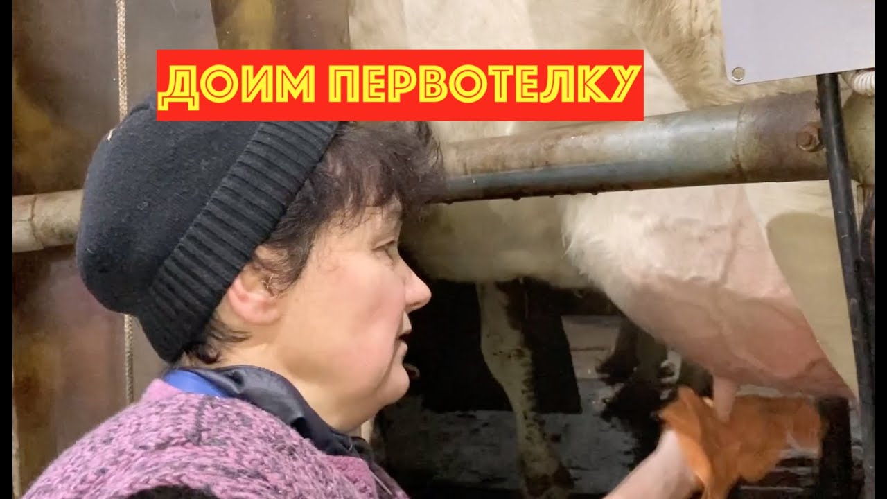 Приучение к дойке первотелок