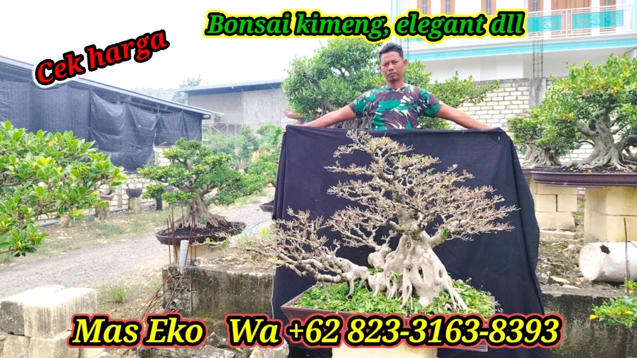 Cek harga bonsai Kimeng dll koleksi Mas Eko WA +62 823-3163-8393