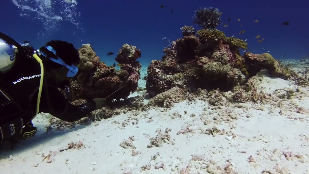 Bandos Maldives - Potato Reef, turtles are our best buddies now!