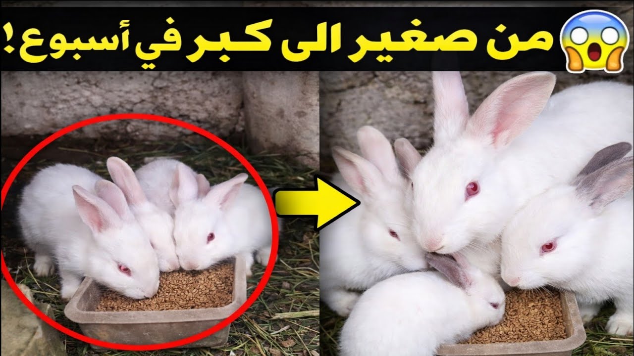 لن تصدق كيف هاجمت الأرانب خلطة الشمندر والشعير! 🐰