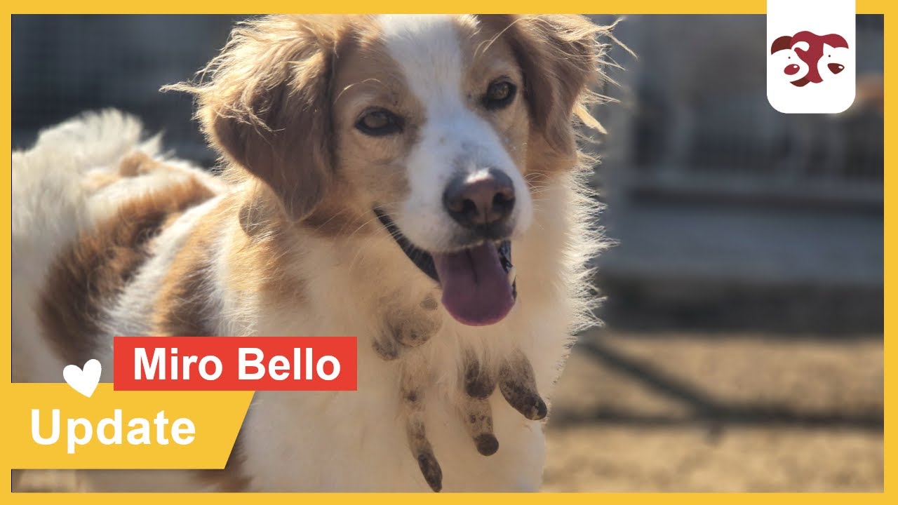 Miro Bello - Update Januar 2026