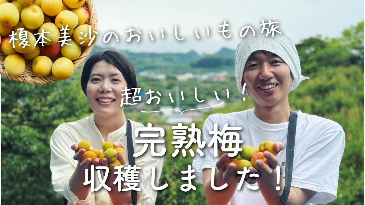 【おいしいもの旅】完熟梅の収穫に行ってきました！