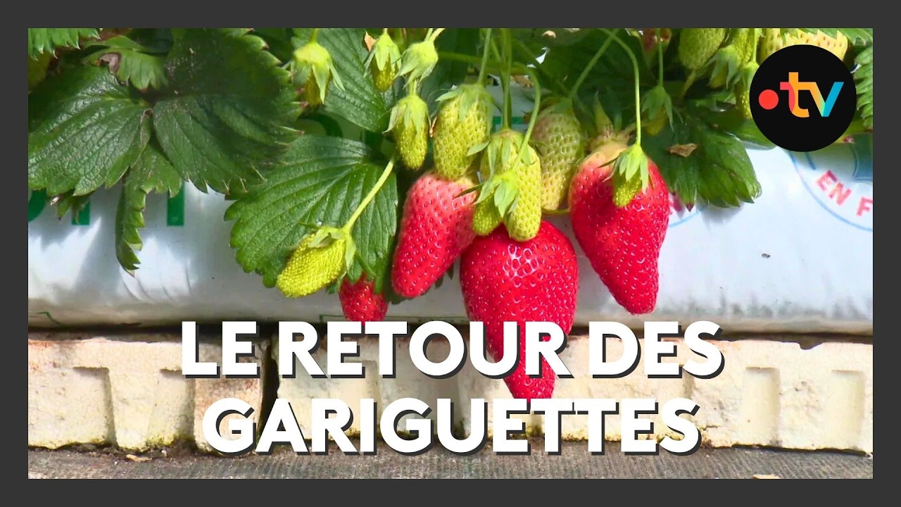 Fraises : récolte des premières gariguettes