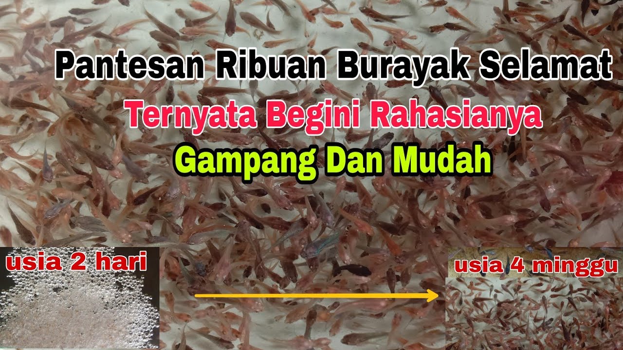 Ribuan Burayak Cupang Selamat