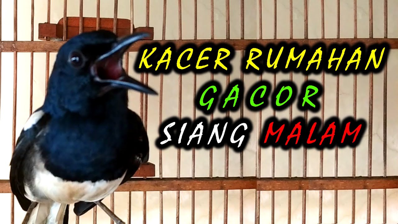 pancingan ampuh buat burung kacer rumahan jadi gacor pagi siang malam