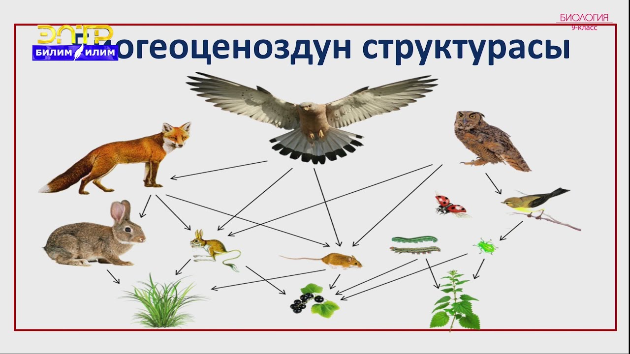 9-класс | Биология | Биогеоценоз жана анын негизги компоненттери