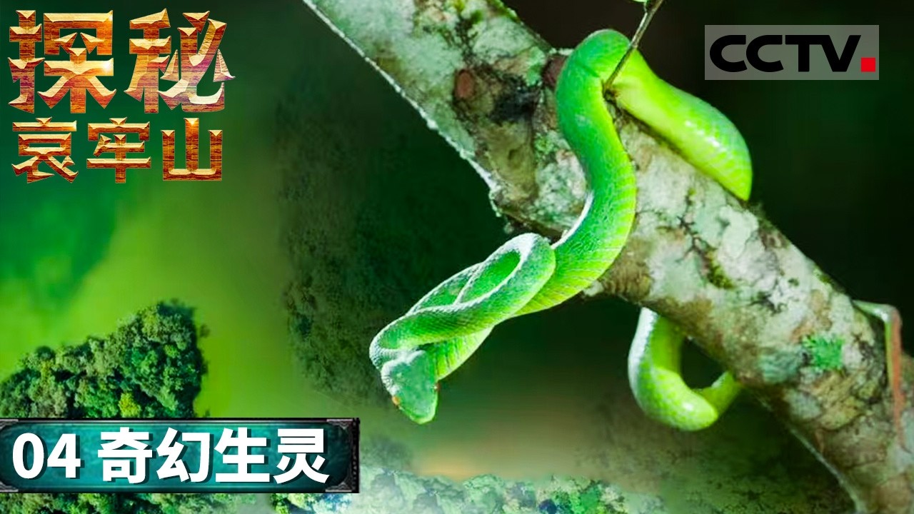 《自然中国之探秘哀牢山》04 奇幻生灵：背上有“鬼脸”的天蛾、长着“胡子”的蛙、数百万翻山候鸟......万千珍稀生灵在云南哀牢山共演生命传奇【CCTV纪录】