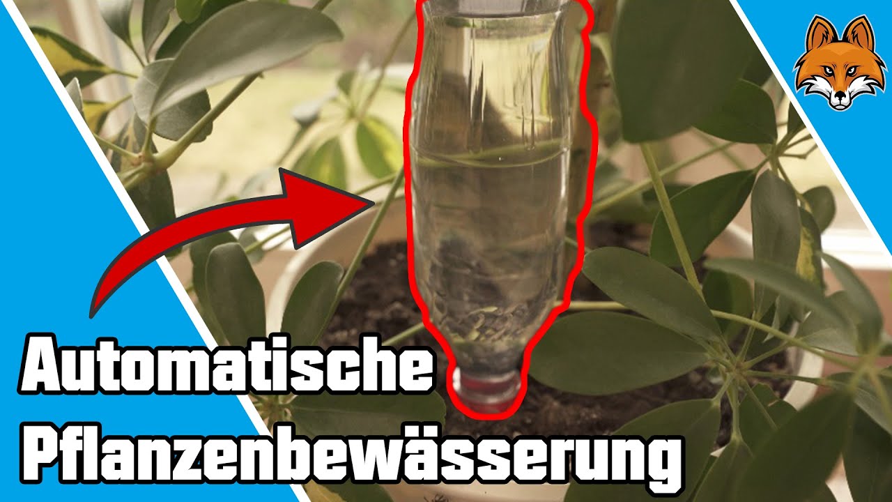 Automatische Pflanzenbew&auml;sserung - Pflanzen gie&szlig;en automatisch Anleitung 💐