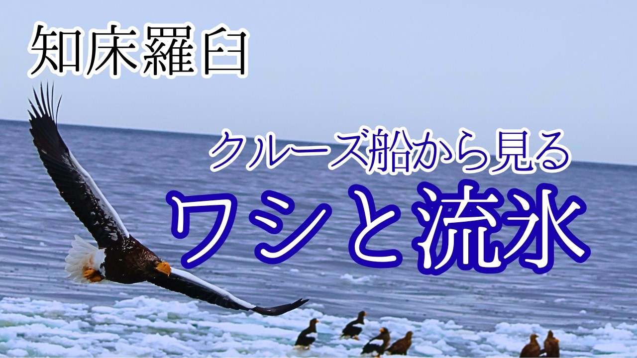 【北海道 羅臼】流氷に集まるオオワシとオジロワシ｜知床・冬のクルーズ/Steller’s & White-tailed Eagles on Drift Ice | Rausu, Hokkaido
