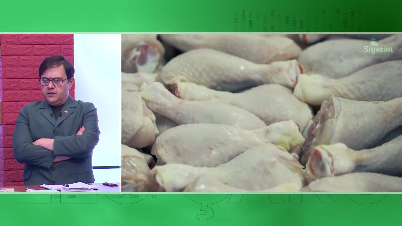Siyəzən toyuqları necə yetişdirilir və istehsal olunur? Tam təfərrüat!