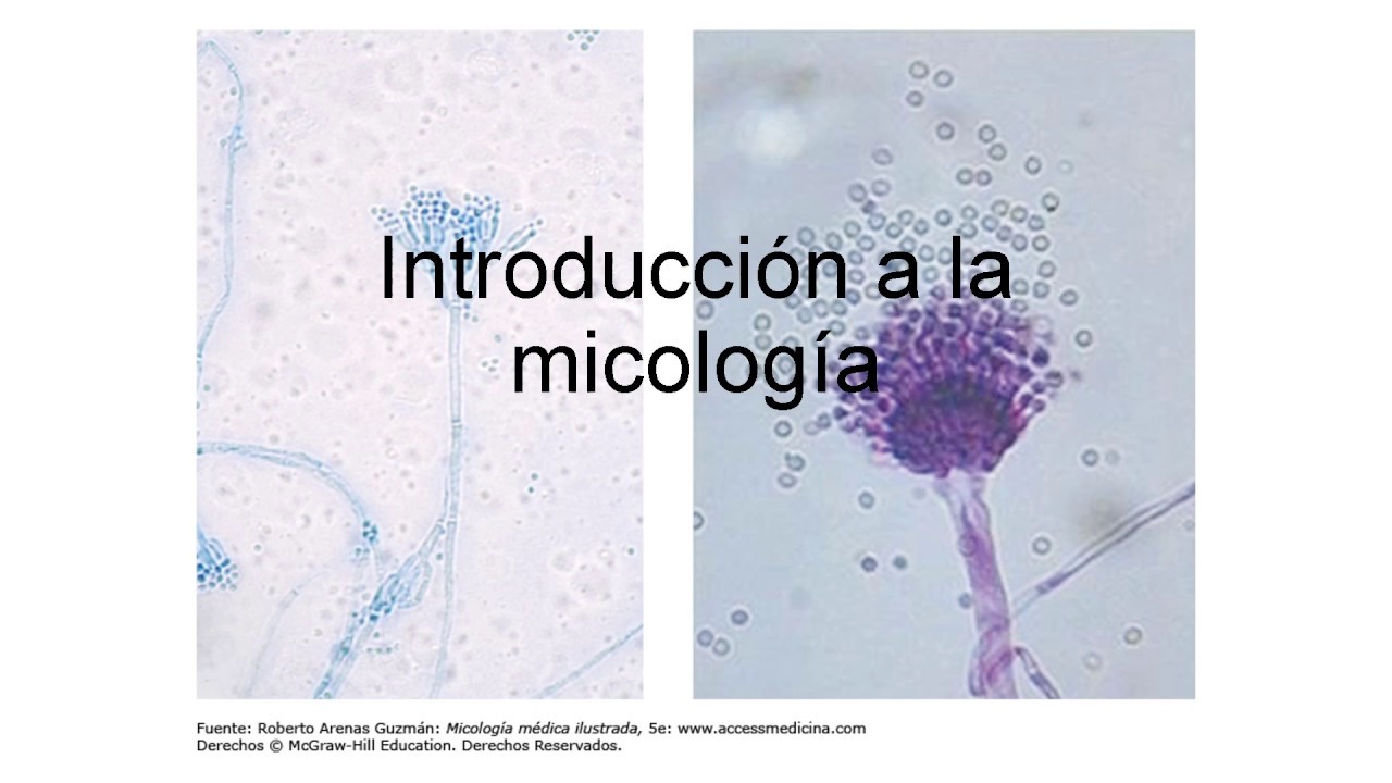 Introducci&oacute;n a la micolog&iacute;a | Curso de Micologia Gratis