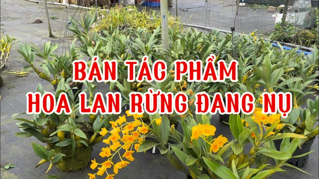 Hoa Lan rừng đang nụ-0834608769-LAN RỪNG LÂM ĐỒNG@lanrunglamdong 