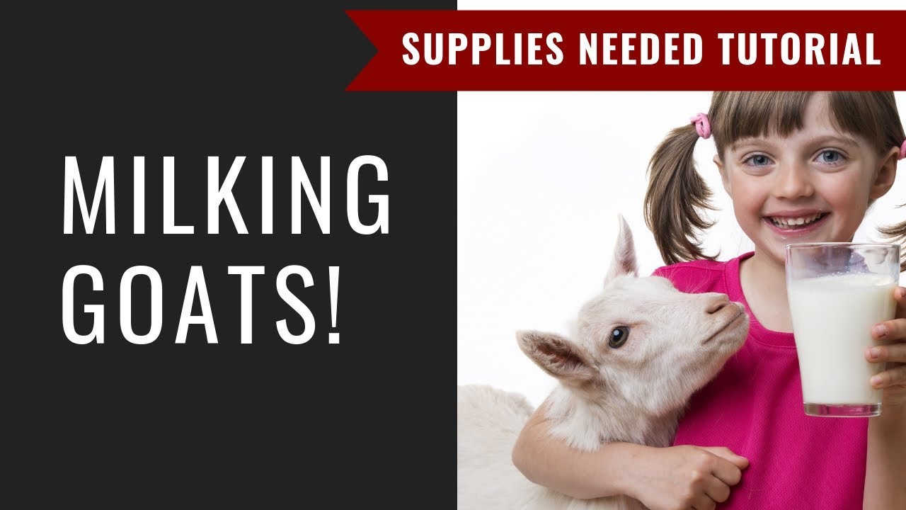 Milking Goats! Get Prepared! Day 4: Prepare for Goats 5-Day Challenge