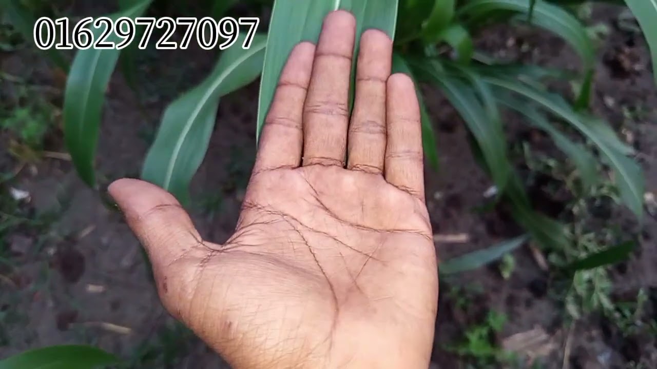 আমেরিকান গুয়েতেমালা  (5 G) যাদের প্রয়োজন। 