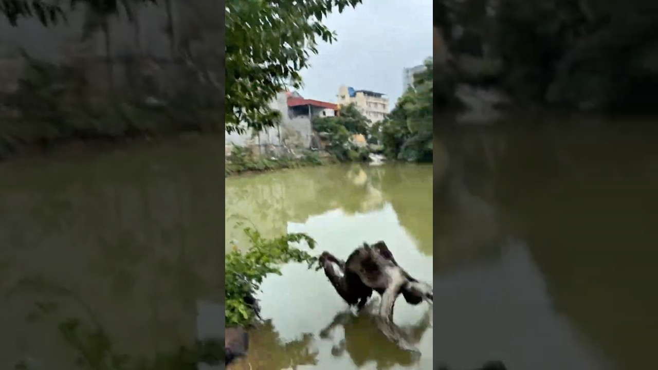 Zombie Climbs a Tree and Falls Into the Pond | Crazy Funny Moment#couple #martialarts #truongcontv