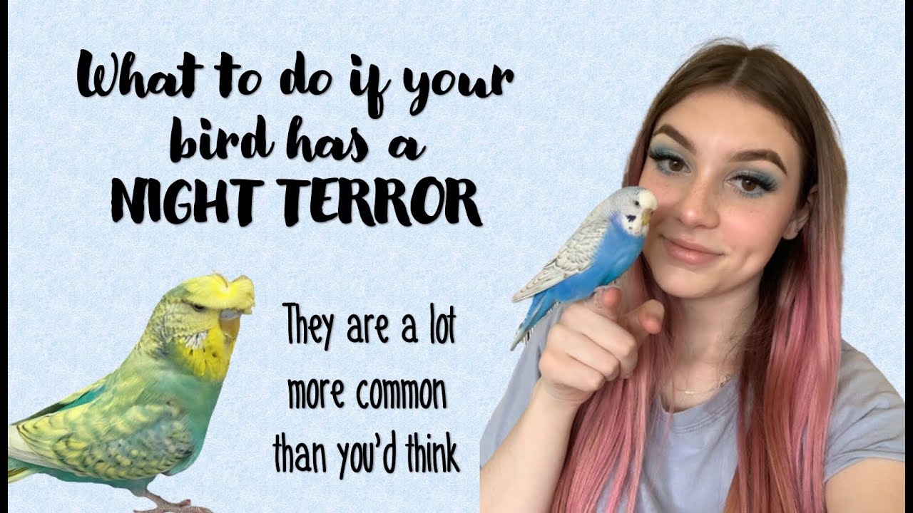 What to do if your Budgie has Night Terror