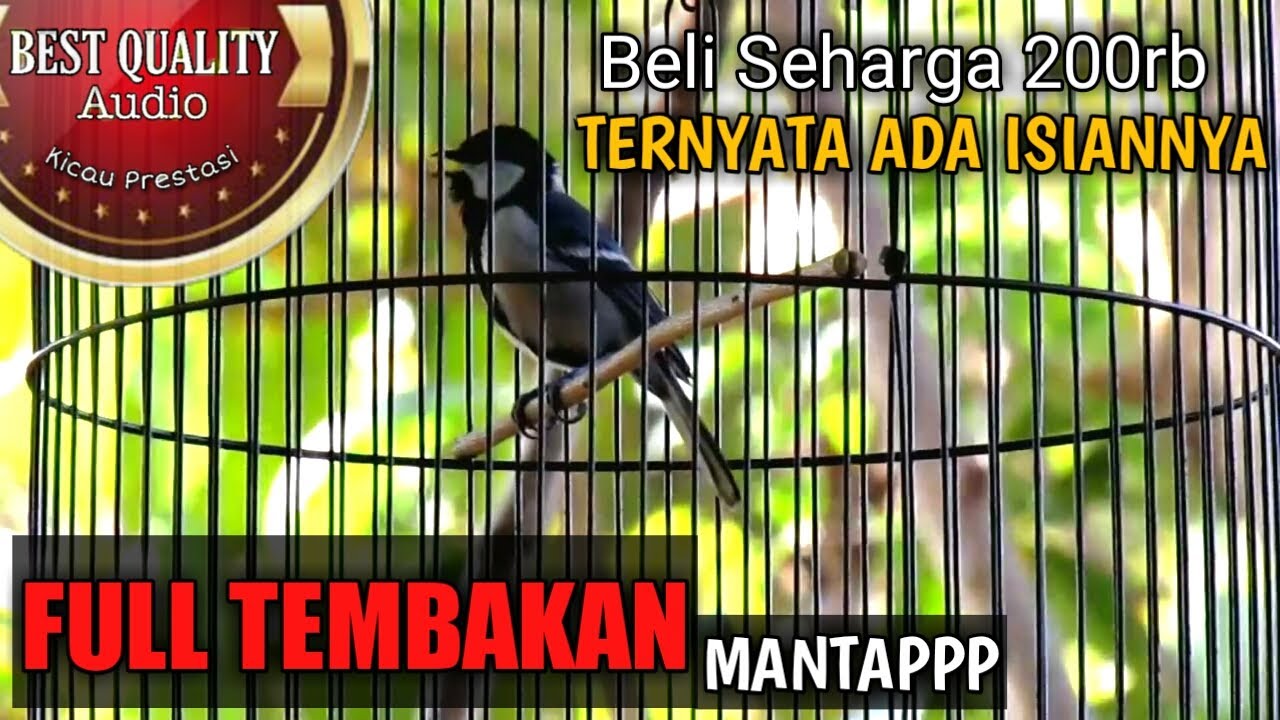 Gelatik Batu Gacor Full Isian TEMBAKAN TAJAM JERNIH MANTAP - Milik Om Iput