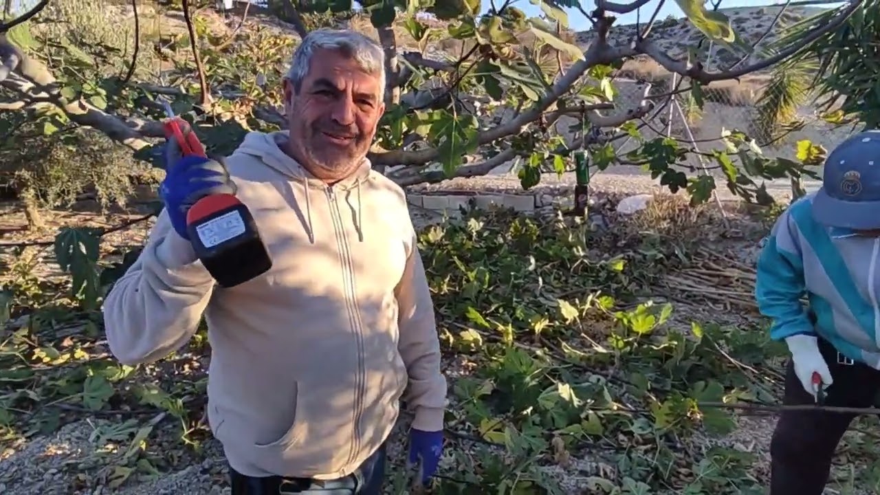 Como podar una higuera bifera y otra unifera hoy el el huerto de Pepi Riquelme.