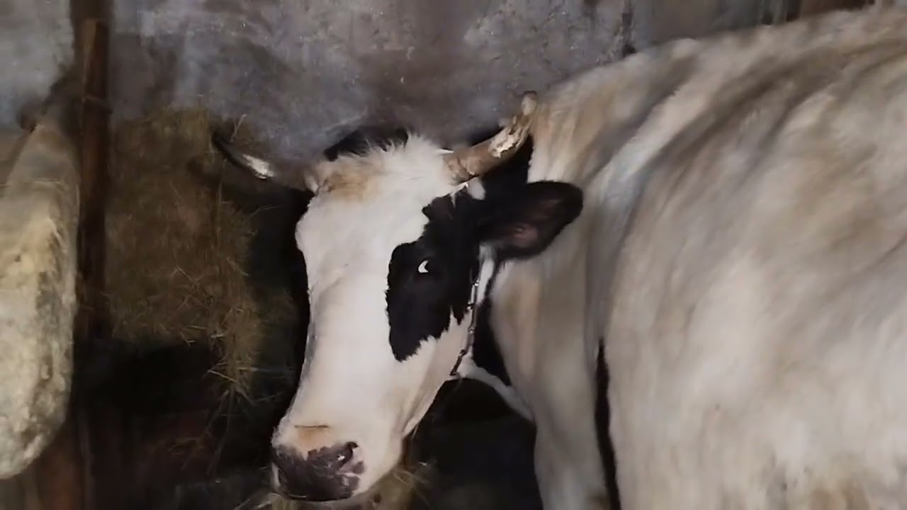 Про моих коров🐄