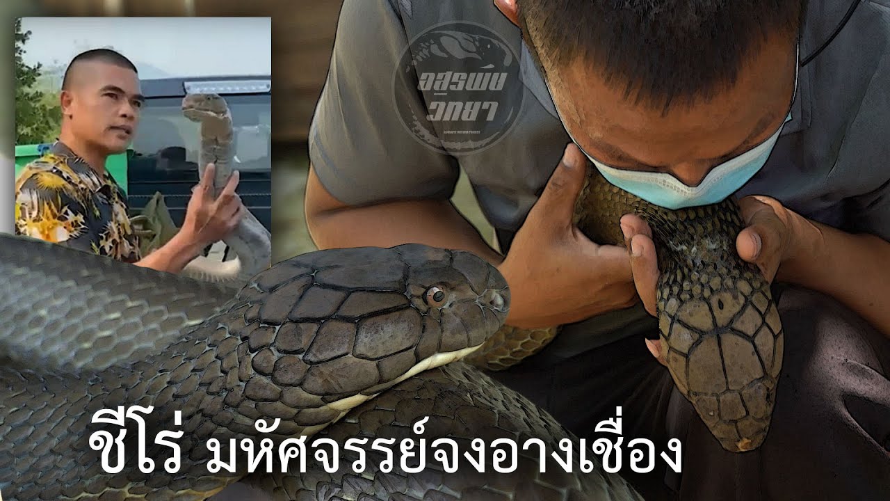 ชีโร่ มหัศจรรย์จงอางเชื่อง อสรพิษวิทยา EP.187