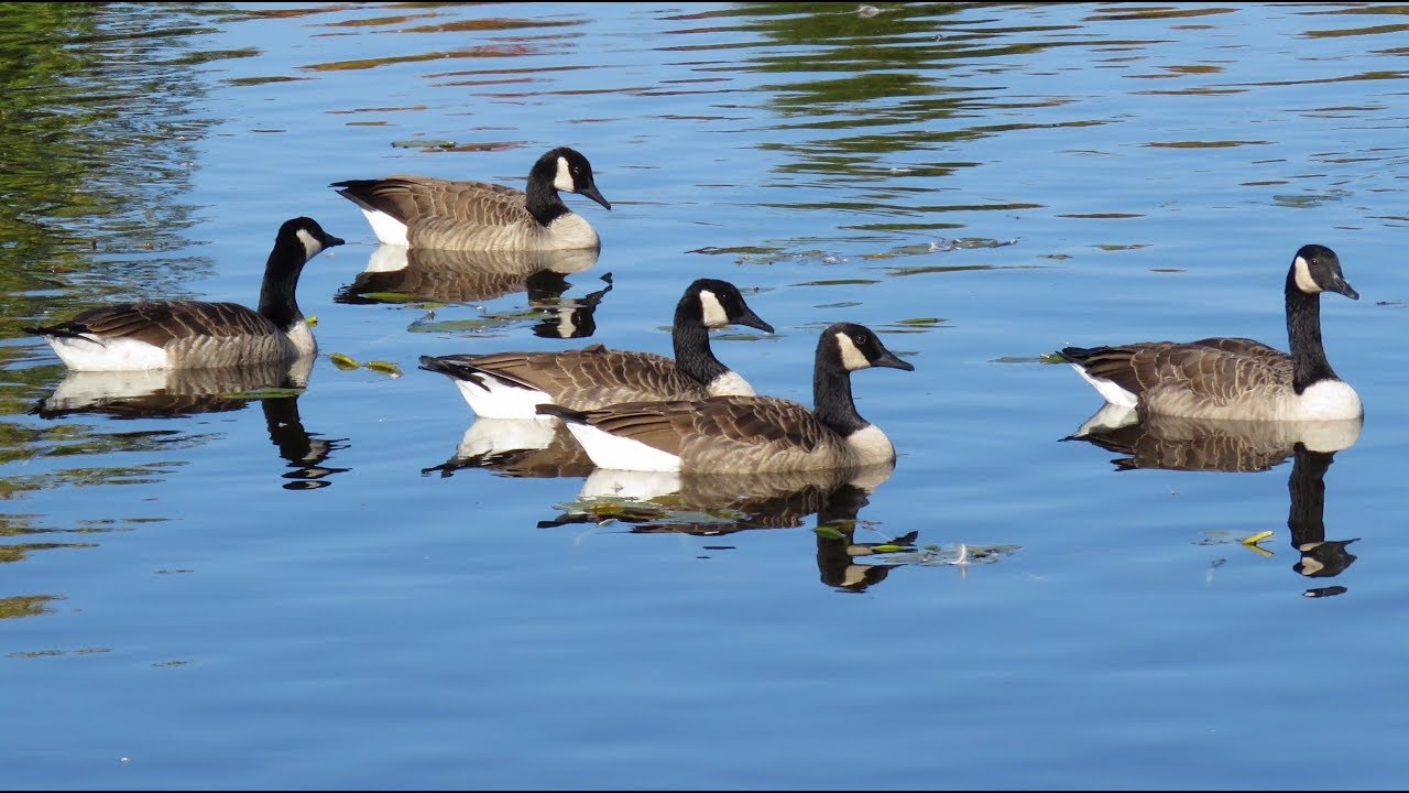 Bernache du Canada, Cri / Canada Goose, Call