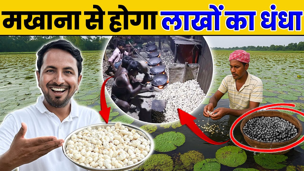 ₹1000 किलो का Superfood😱 कैसे करें मखाना की खेती?💰Makhana Farming in Hindi | Indian Farmer