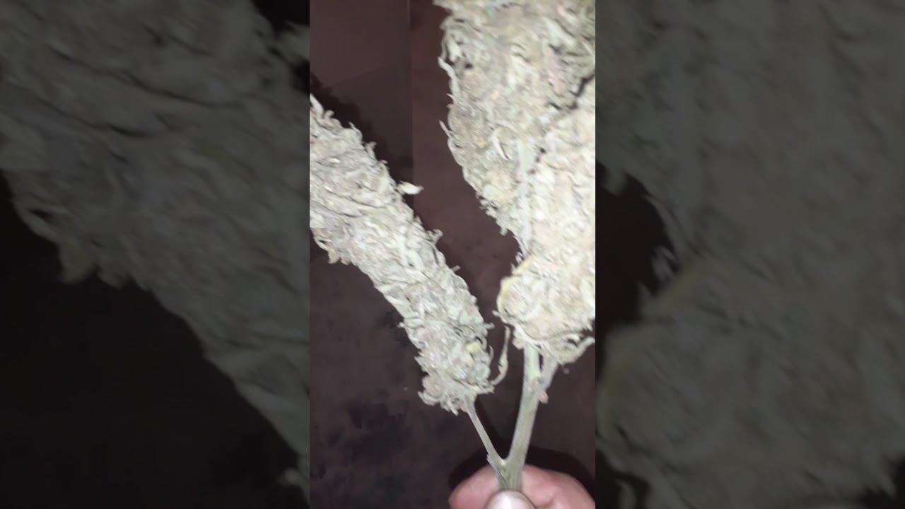 Giant bud