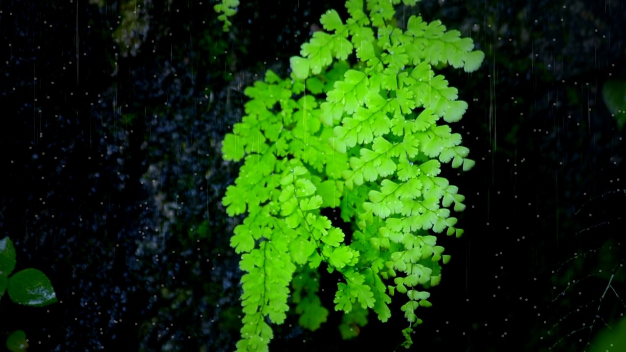 Rain Sounds on Green Fern Leaves | Calm Forest Ambience for Sleep & Relaxation